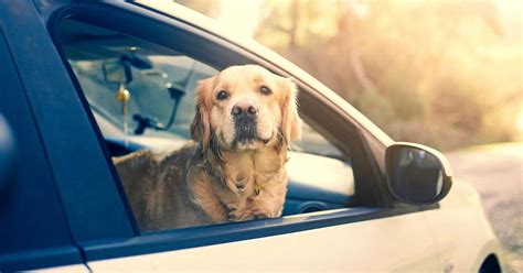 Regler för att ha hund i bil: Land